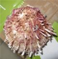 Spondylus gaederopus